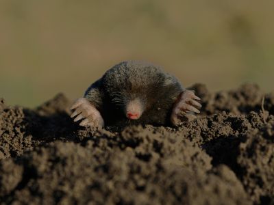 Mole.jpg