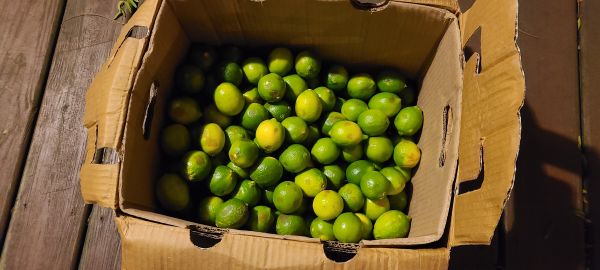 Limes.jpg